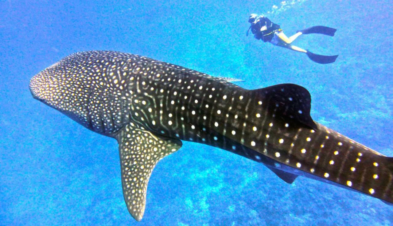 Vakarufalhi Maldives Dhangethi Exteriör bild