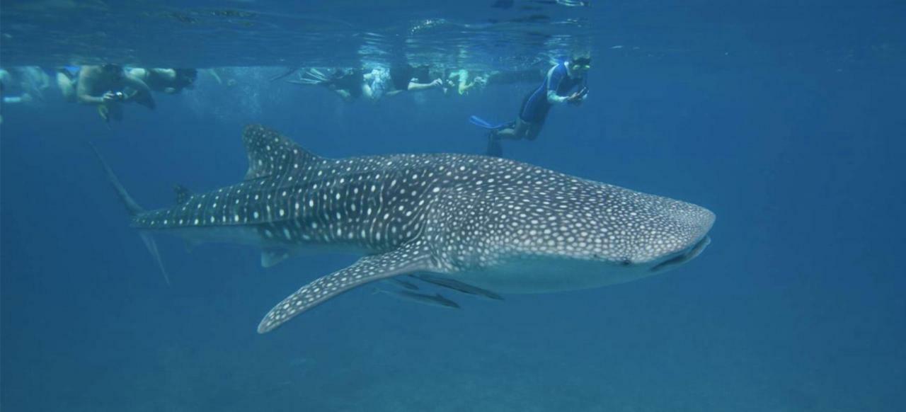 Vakarufalhi Maldives Dhangethi Exteriör bild